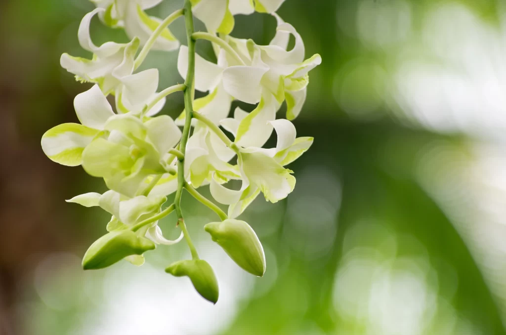 White Orchid Petals Green Bud Nature