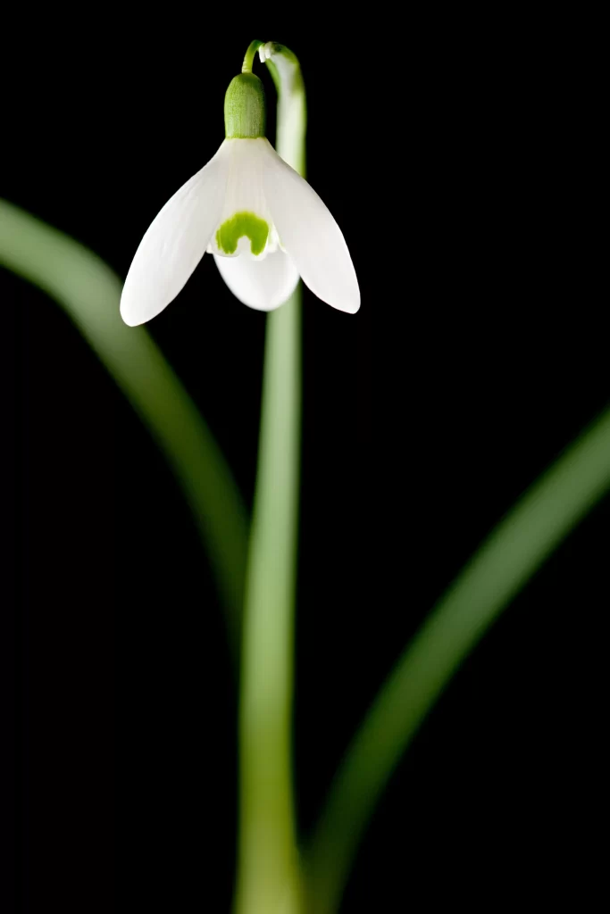 White Orchid Petals Green Stem
