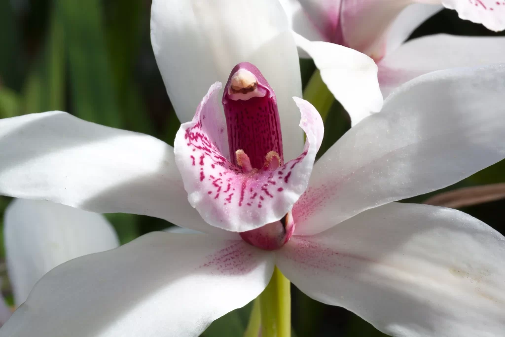 White Orchid Petals Pink Center Speckled