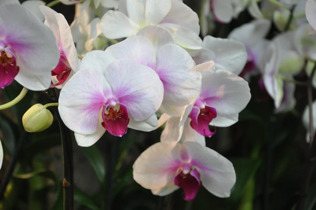 White Orchid Petals Pink Center Blooming