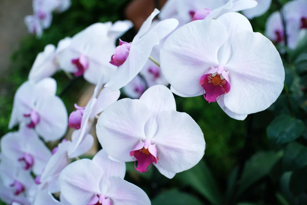 White Orchid Petals Pink Center