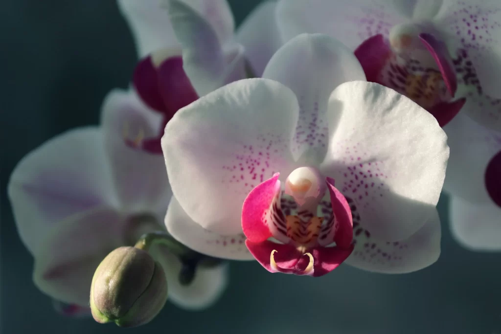 White Orchid Petals Pink Center Speckled Pattern Bud