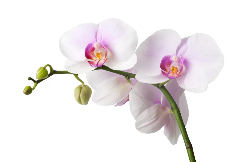 White Orchid Petals Pink Center Green Stem