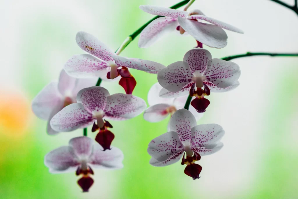 White Orchid Petals Purple Speckles Red Lips