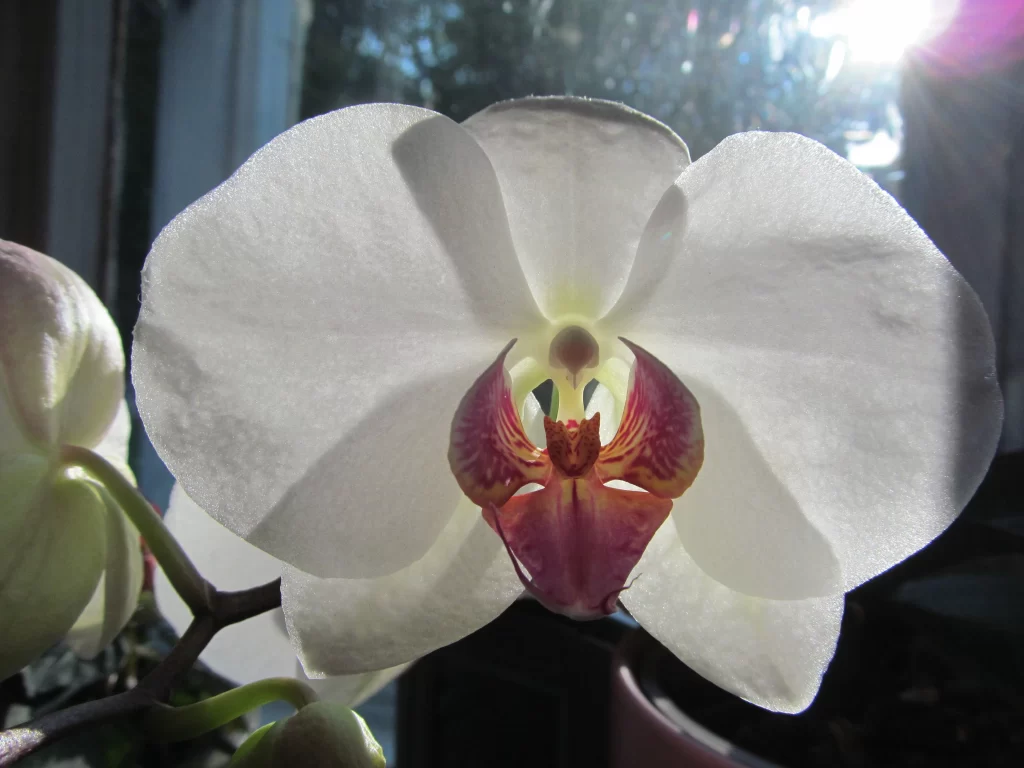 White Orchid Petals Purple Center Sunlight