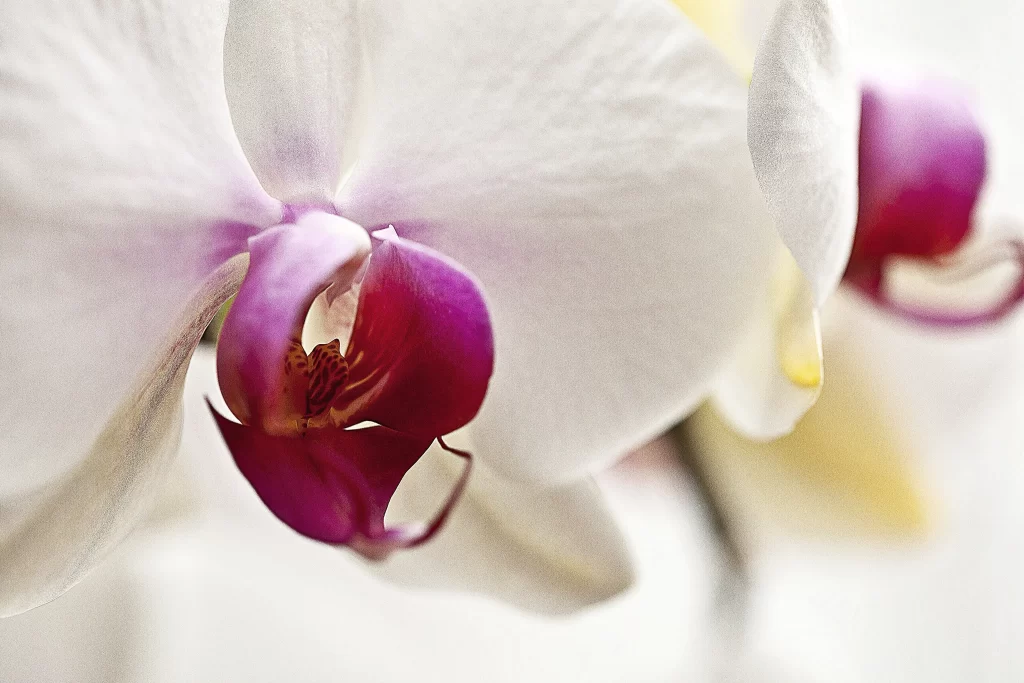White Orchid Petals Purple Center
