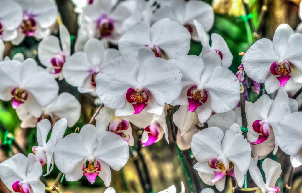 White Orchid Petals Purple Center Speckled