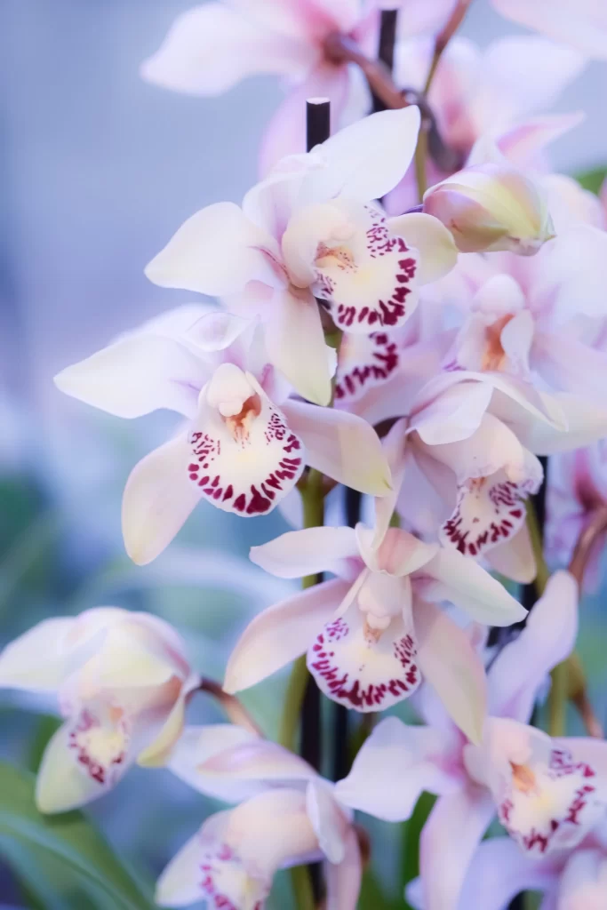 White Orchid Petals Purple Speckles
