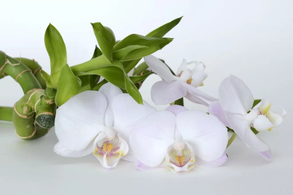 White Orchid Petals Purple Yellow