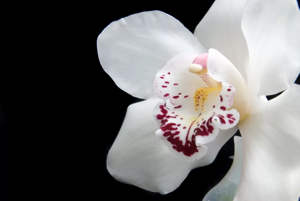 White Orchid Petals Red Spots Yellow Center