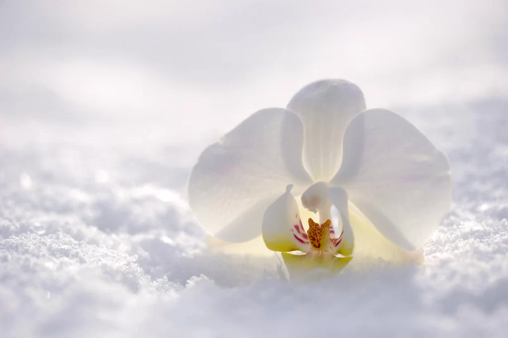 White Orchid Petals Snow Delicate