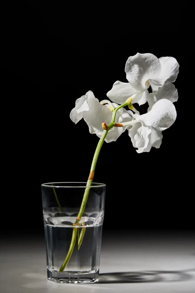 White Orchid Petals Stem Glass Water