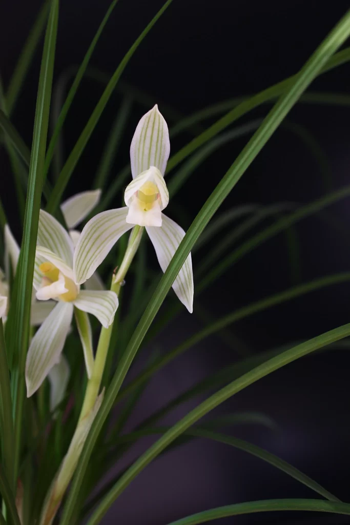 White Orchid Petals Stripes Yellow Center