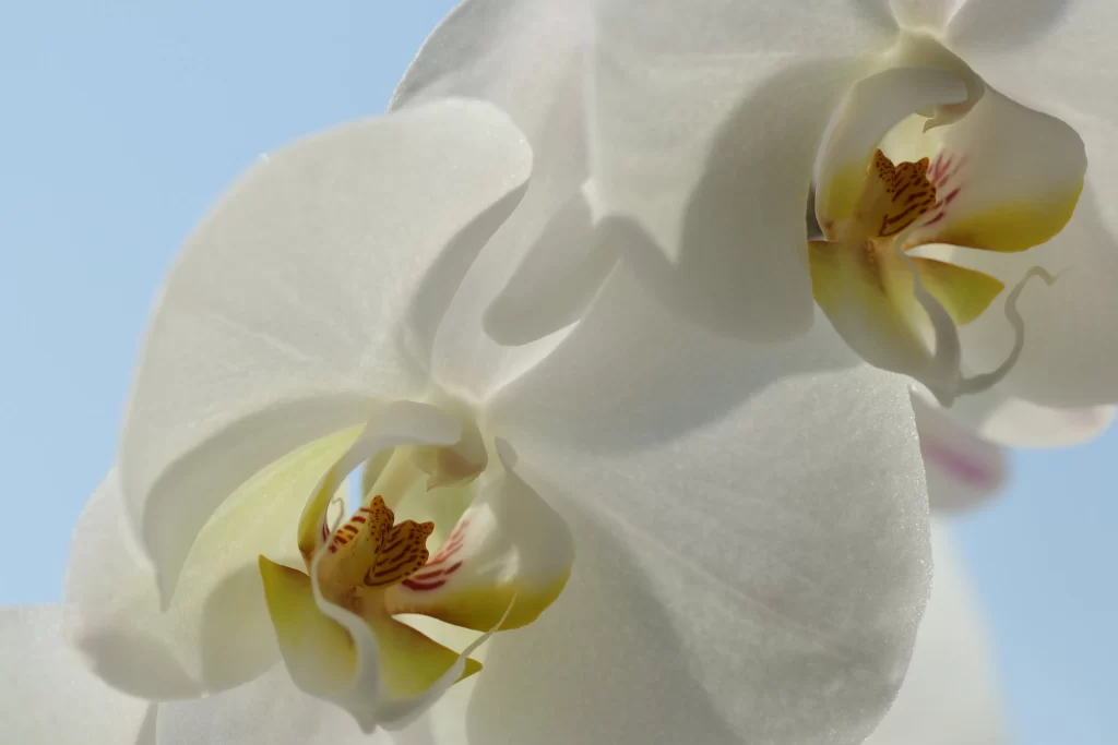 White Orchid Petals Yellow gray Center