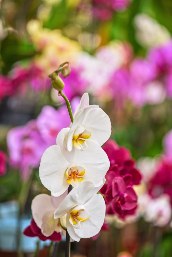 White Orchid Petals Yellow Center Blurred Background