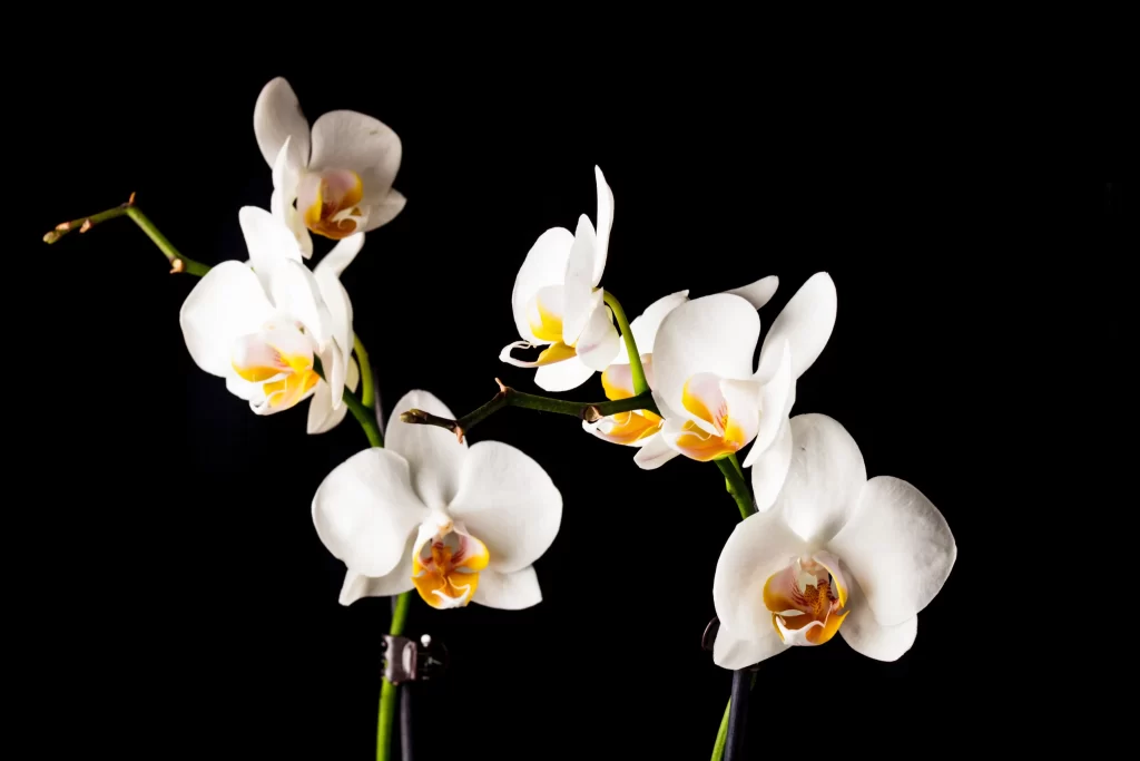White Orchid Petals Yellow dark Center