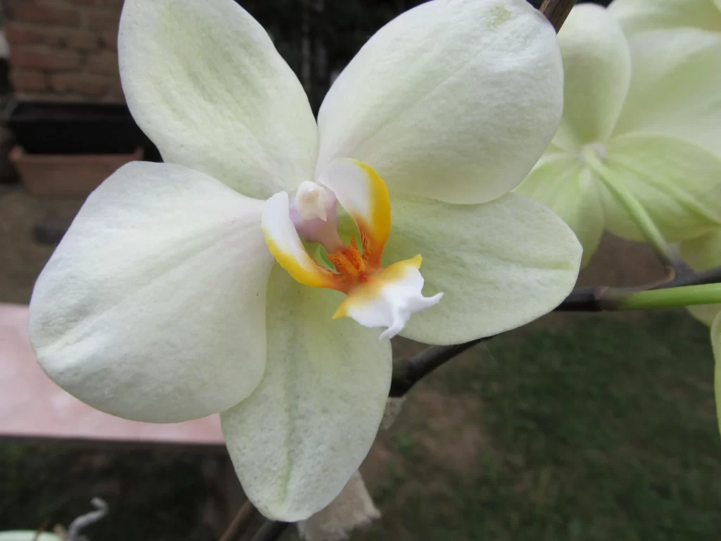 White Orchid Petals Yellow gray Center