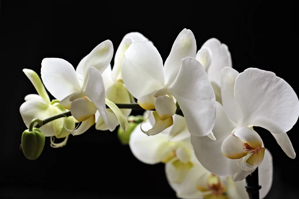 White Orchid Petals Yellow gray Center