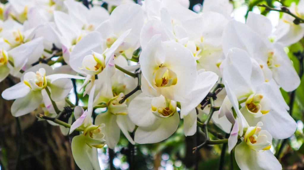 White Orchid Petals Yellow gray Center