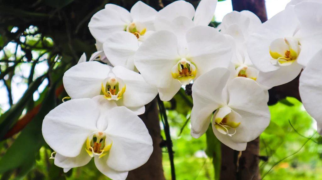 White Orchid Petals Yellow gray Center