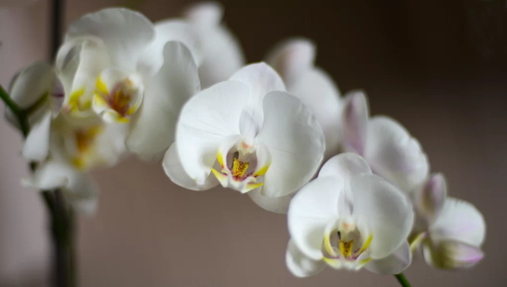 White Orchid Petals Yellow gray Center