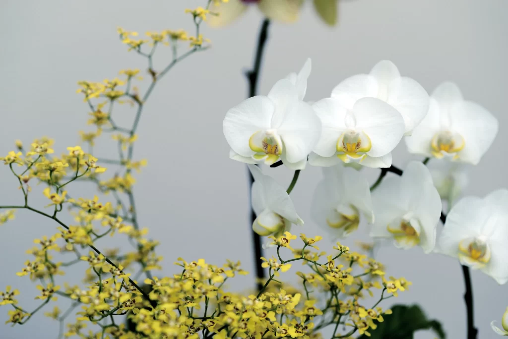 White Orchid Petals Yellow gray Center