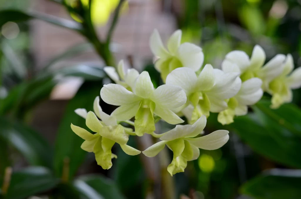 White Orchid Petals Yellow Center Green warm Leaves