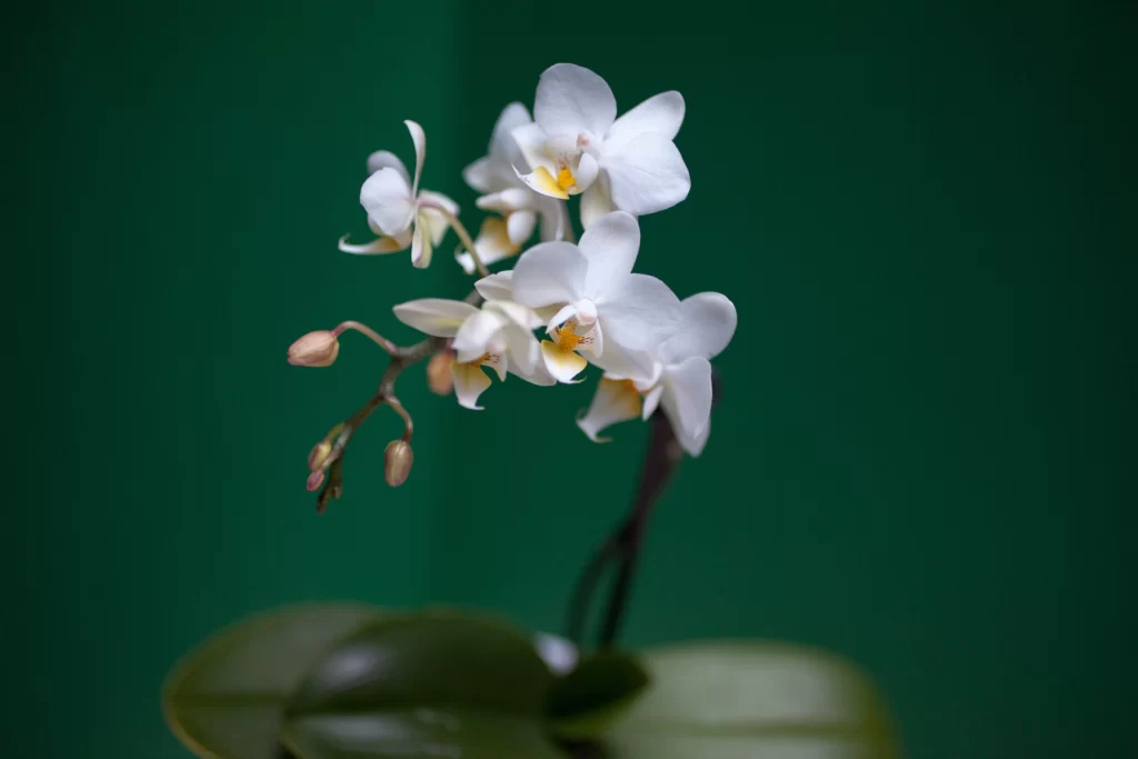 White Orchid Petals Yellow Center Green cool Background
