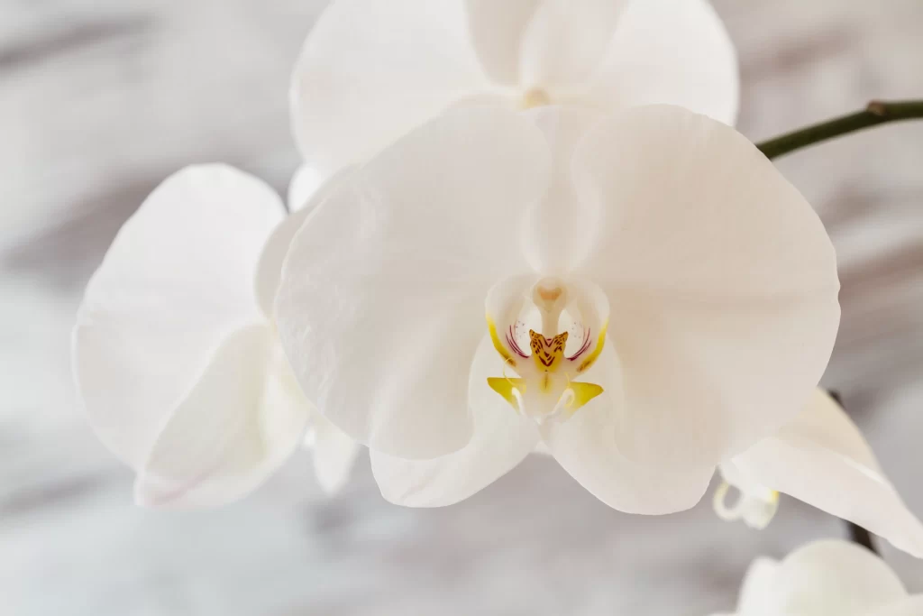 White Orchid Petals Yellow gray Center
