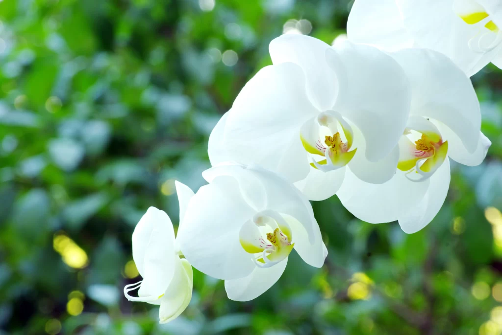 White Orchid Petals Yellow Center Green cool Background