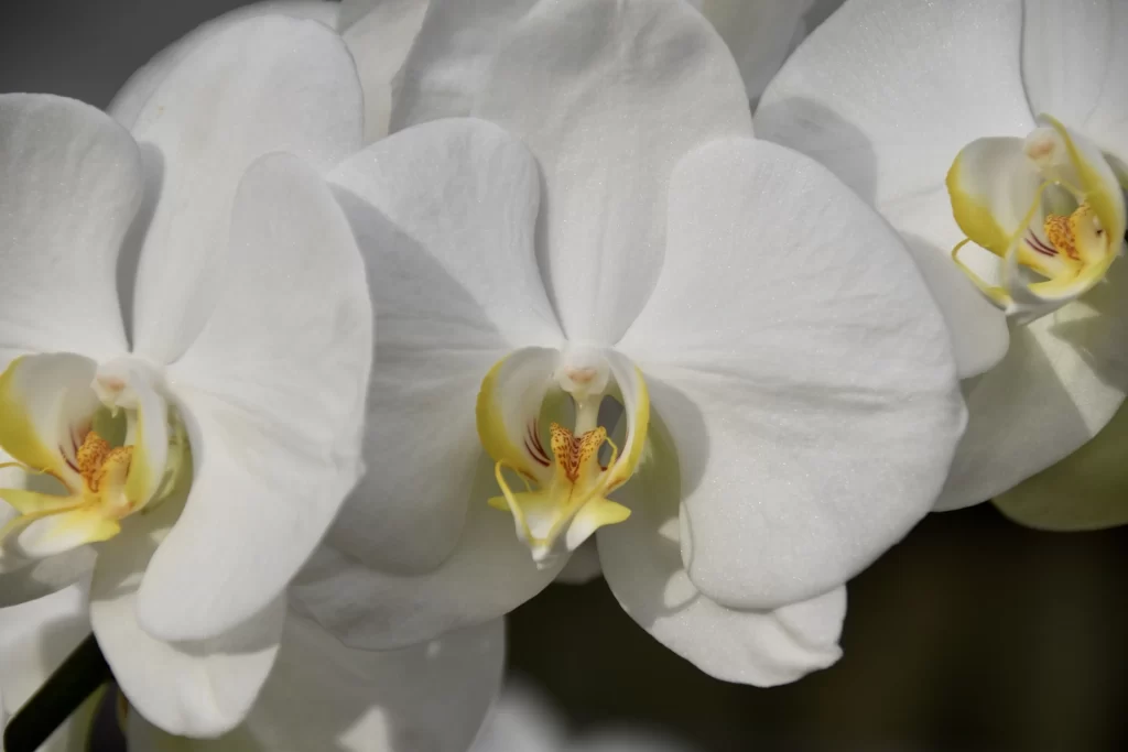 White Orchid Petals Yellow gray Center
