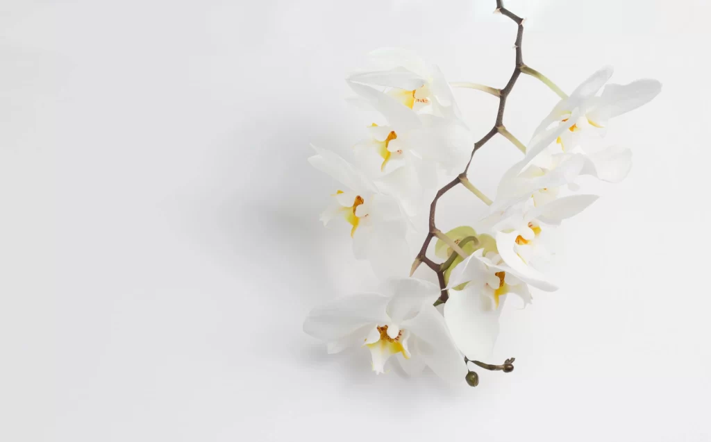 White Orchid Petals Yellow Center