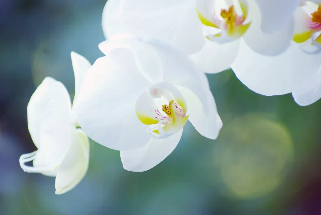 White Orchid Petals Yellow gray Center