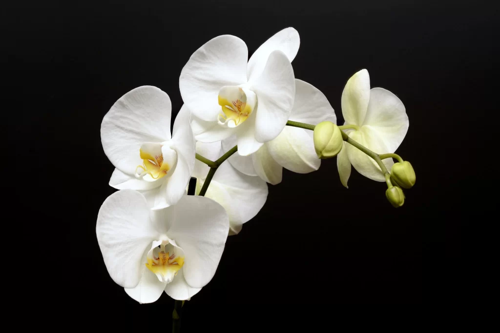 White Orchid Petals Yellow Center Bud