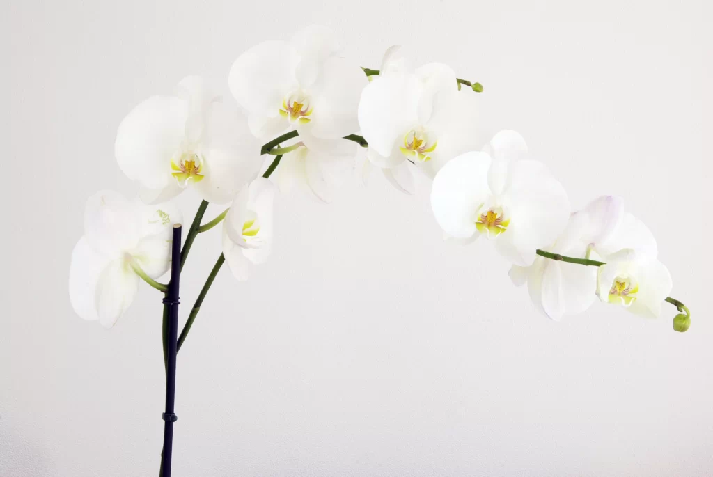 White Orchid Petals Yellow Center Stem