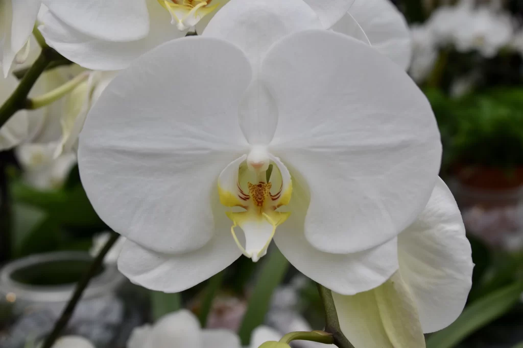 White Orchid Petals Yellow gray Center