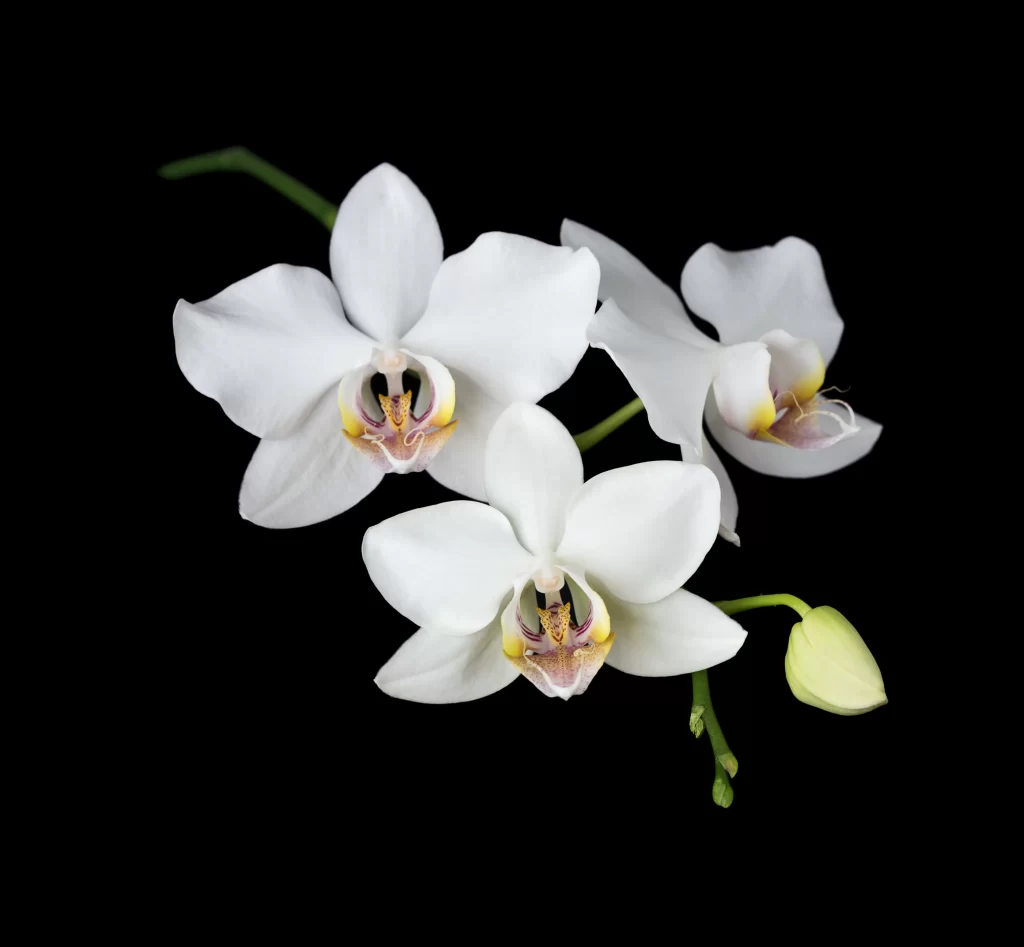White Orchid Petals Yellow Center Green dark Stem