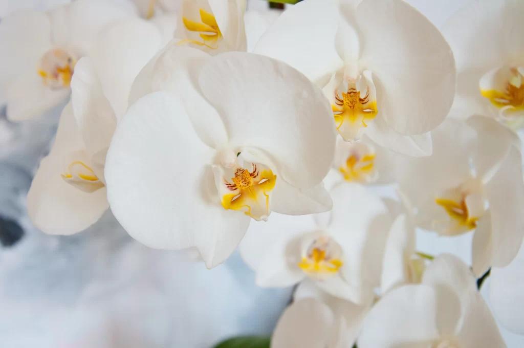 White Orchid Petals Yellow gray Center