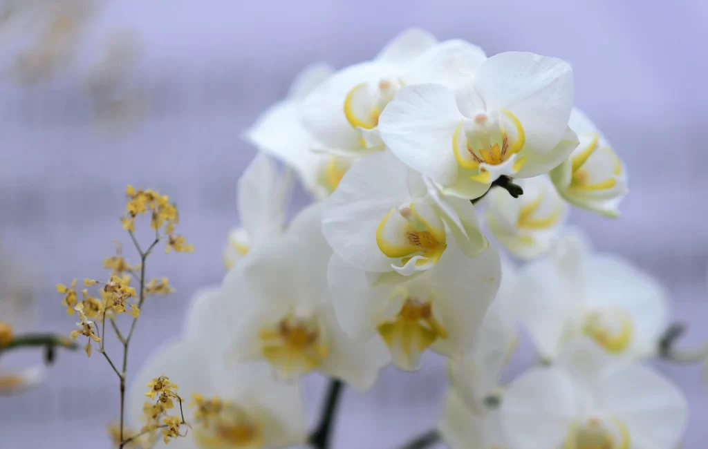White Orchid Petals Yellow Center Delicate