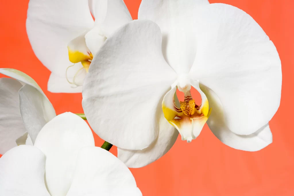 White Orchid Petals Yellow warm Center