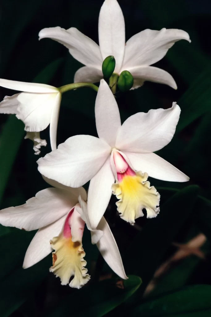 White Orchid Petals Yellow Pink Center