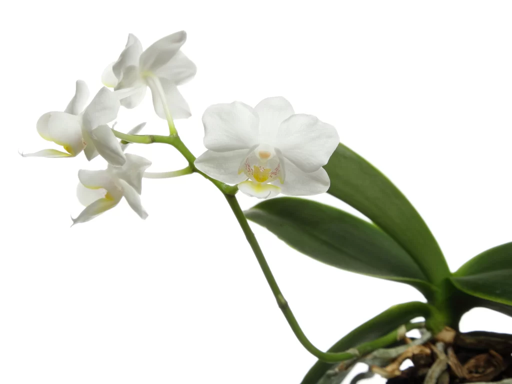 White Orchid Petals Yellow Center Green Leaves