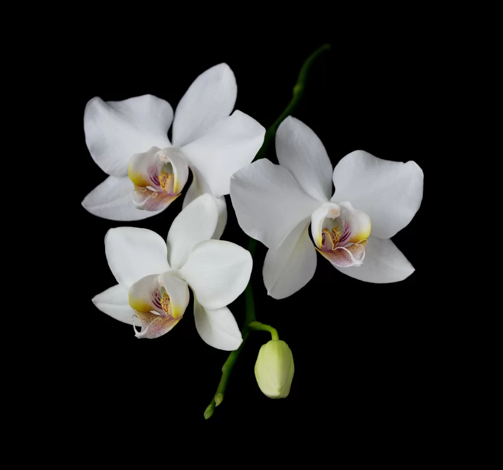 White Orchid Petals Yellow Purple Center