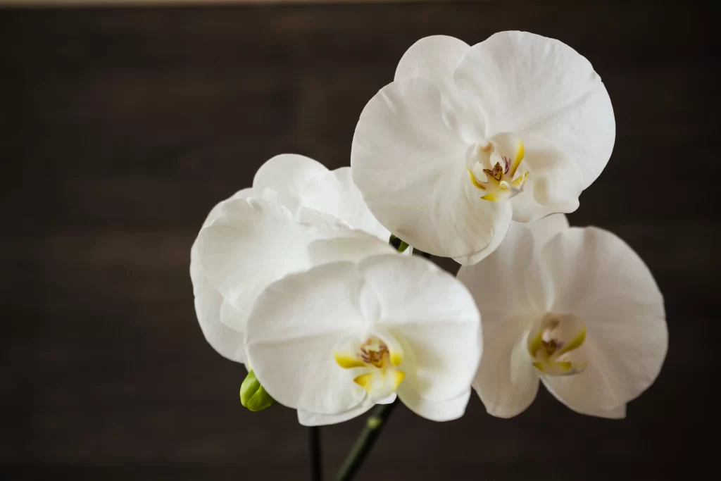 White Orchid Petals Yellow gray Center