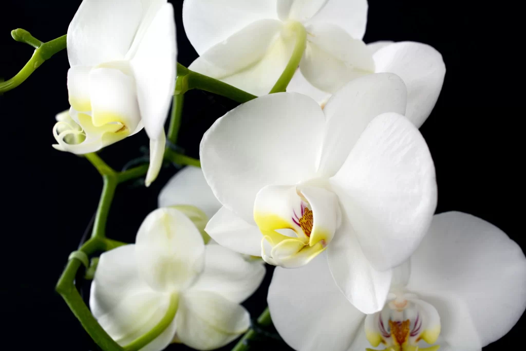 White Orchid Petals Yellow Center Green gray Stem