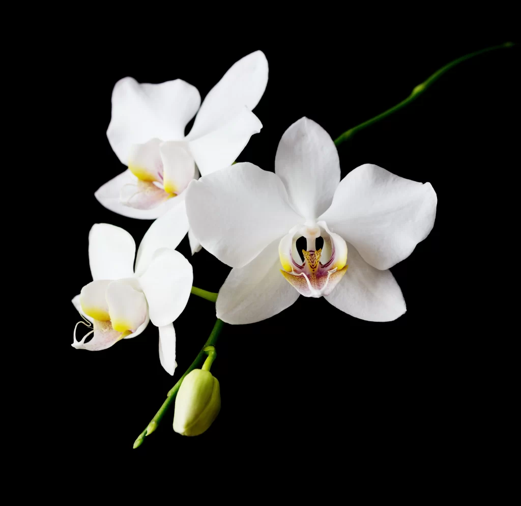 White Orchid Petals Yellow Center dark Blooming