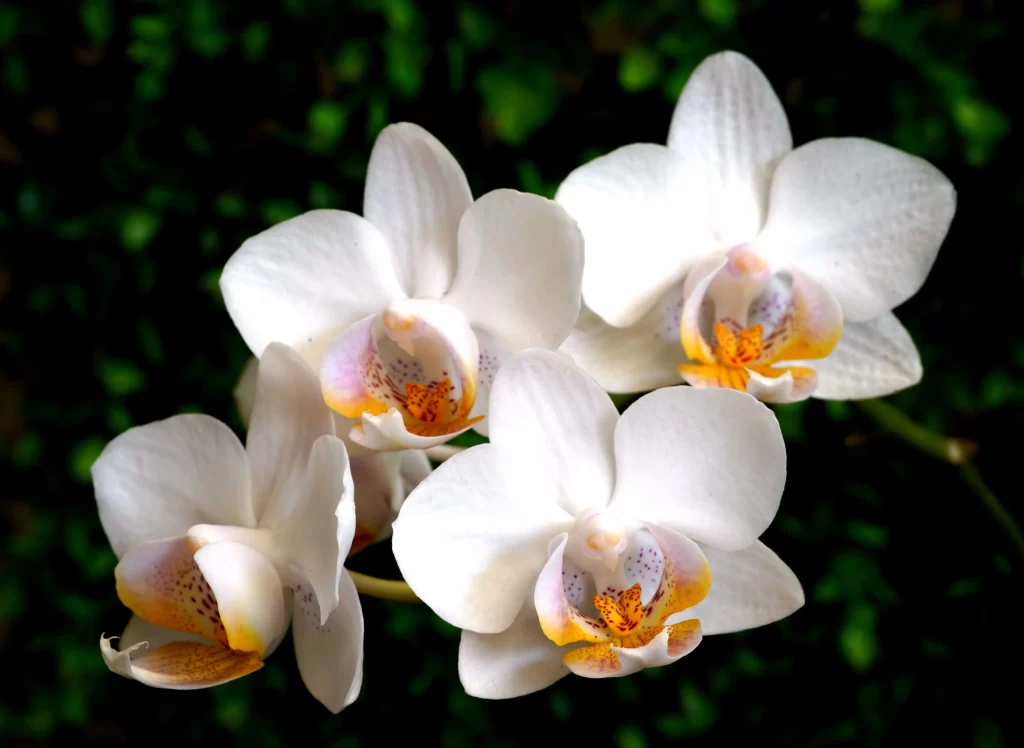 White Orchid Petals Yellow Center Speckled