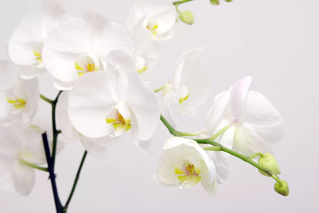 White Orchid Petals Yellow Center Blooming