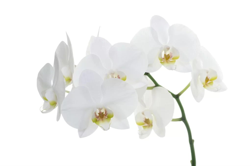 White Orchid Petals Yellow Center