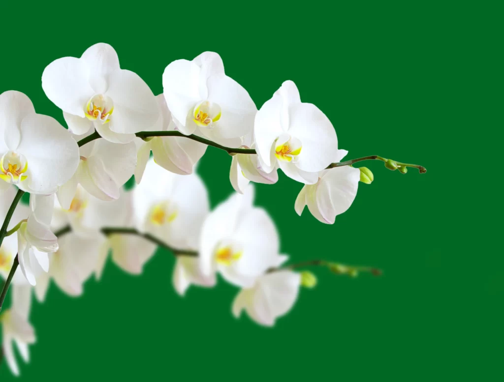 White Orchid Petals Yellow Center Green cool Background